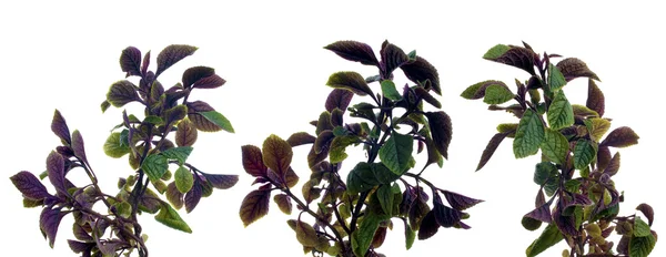Branche de feuilles vertes — Photo