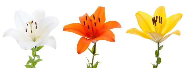 Fresh lilys — Stock Photo, Image
