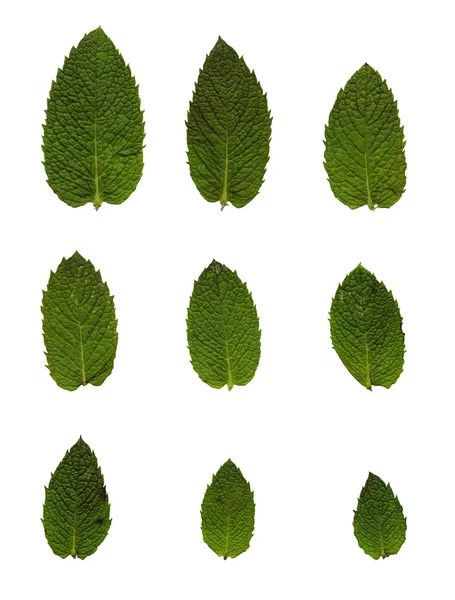 Folhas de hortelã verde — Fotografia de Stock