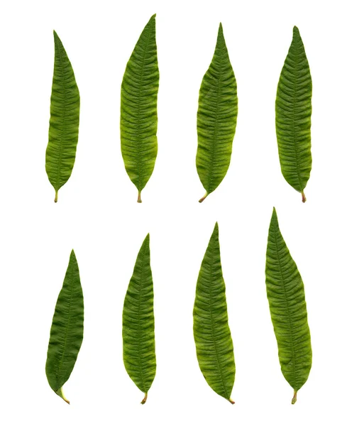 Aloisie triphylla (Lipia citriodora) — Stock fotografie