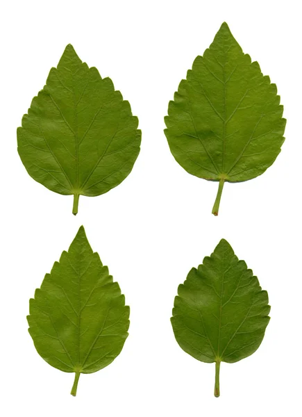 Blätter des Hibiskus — Stockfoto
