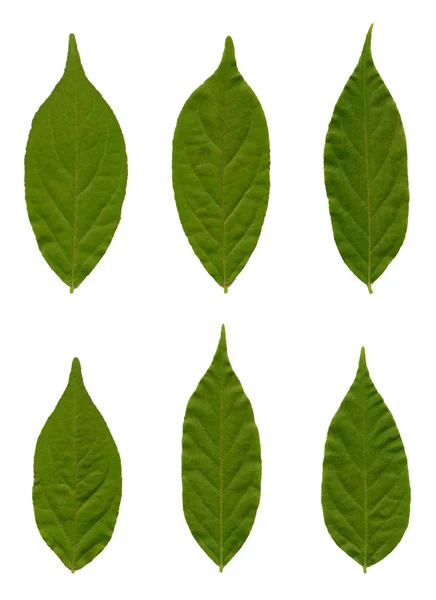 Folhas de um wisteria — Fotografia de Stock