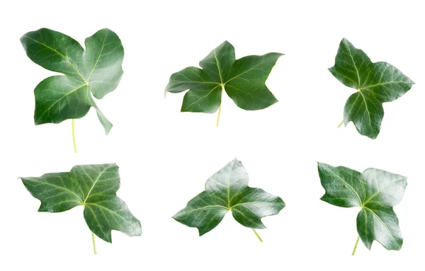 Zöld borostyán levelek — Stock Fotó