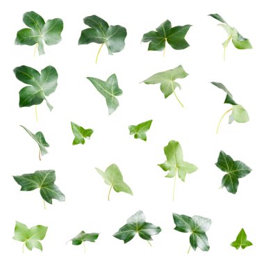 Green ivy leaves clipart