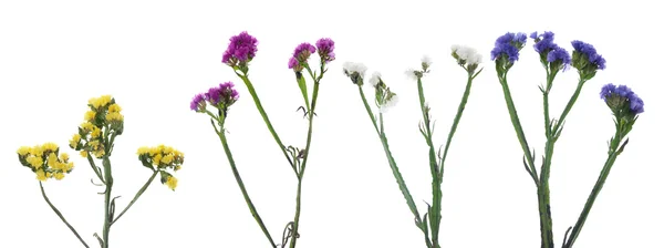 stock image Statice flowers