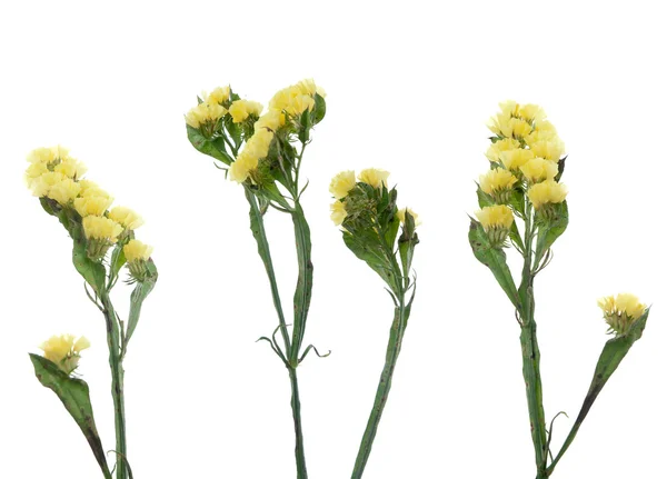 Statice kwiaty — Zdjęcie stockowe