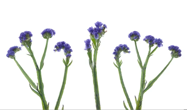 stock image Statice flowers