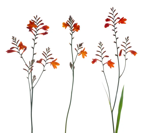 Gladiolus de pântano laranja — Fotografia de Stock