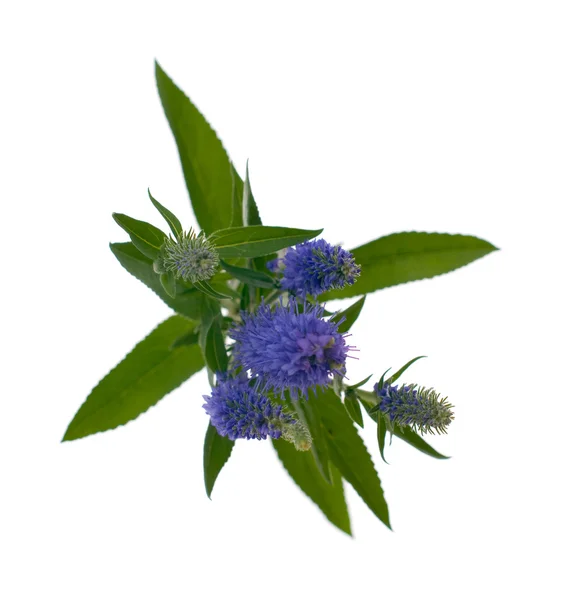 Veronica flowering spikes — Stock Photo, Image