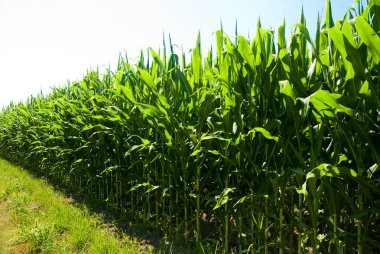 Corn field clipart