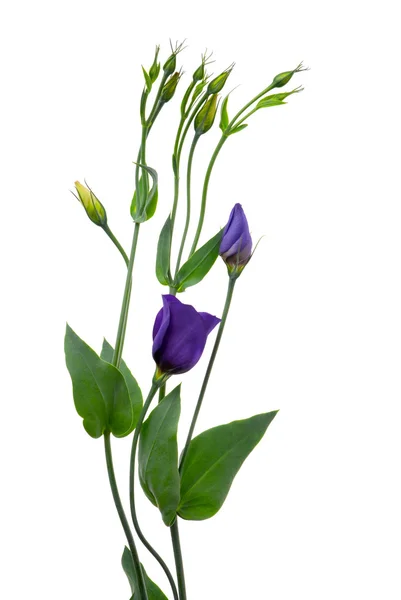 Gyönyörű lila virág — Stock Fotó