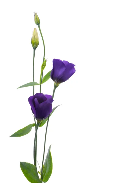 Piękny kwiat fiołek — Zdjęcie stockowe