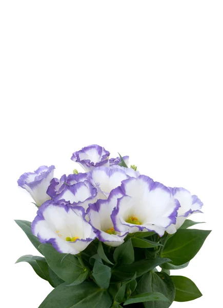 Gyönyörű lila virág — Stock Fotó