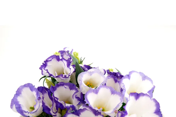 Schöne violette Blume — Stockfoto