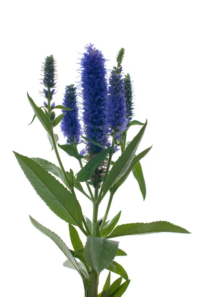 Veronica flowering spikes — Stock Photo, Image