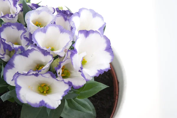 Bellissimo fiore viola — Foto Stock