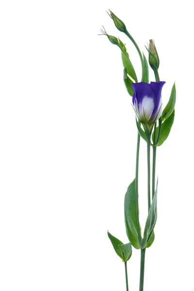 Hermosa flor violeta — Foto de Stock