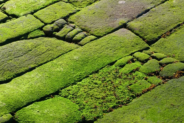 stock image Rocks covered in green algae