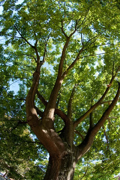 stock image Branches of the oak