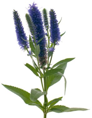 Veronica flowering spikes clipart