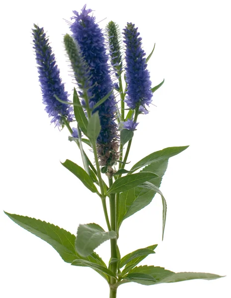 Stock image Veronica flowering spikes