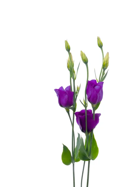 Bunga ungu yang indah — Stok Foto