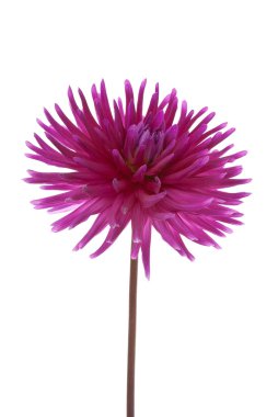Single purple dalia flower clipart