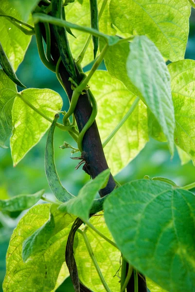 Ripeof green beans — Stock Photo, Image