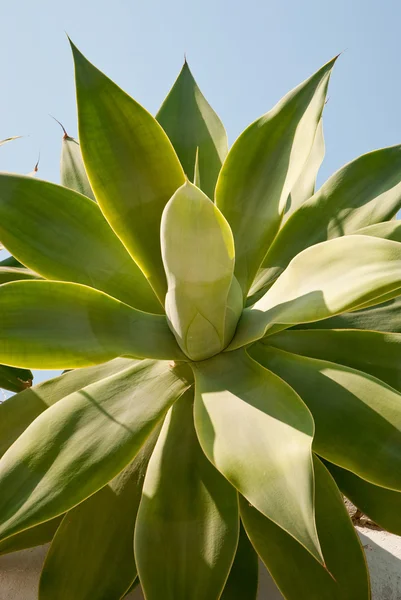 Liść zielony z egzotycznych roślin — Zdjęcie stockowe