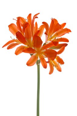 Orange lilys clipart