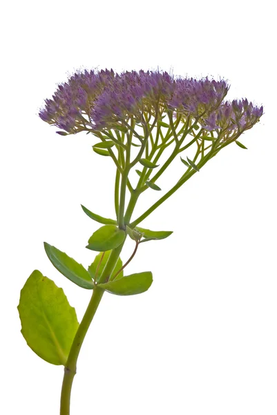 Beautiful purple flower — Stock Photo, Image