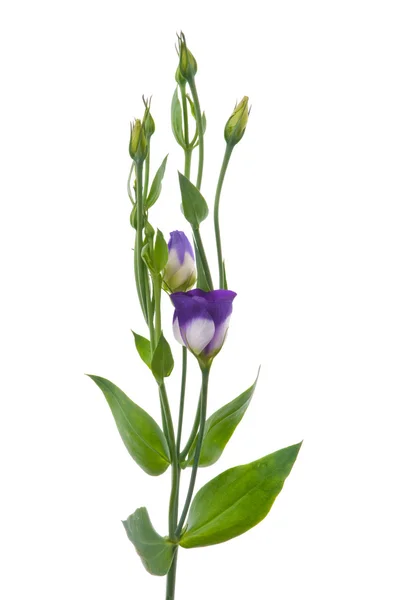 Vacker violett blomma — Stockfoto