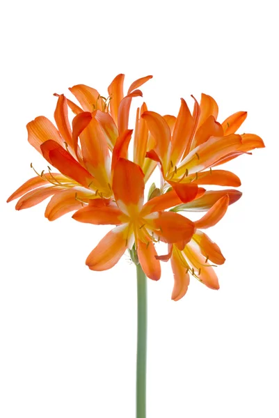 Orange lilys — Stockfoto