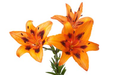 Orange lilies