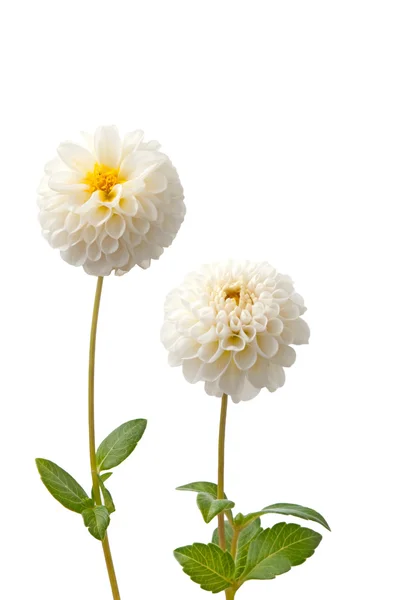 Beautiful white dahlias — Stock Photo, Image