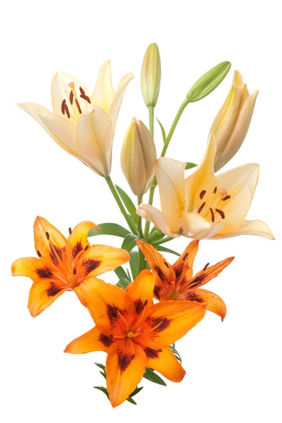 Färgglada färska lillies — Stockfoto