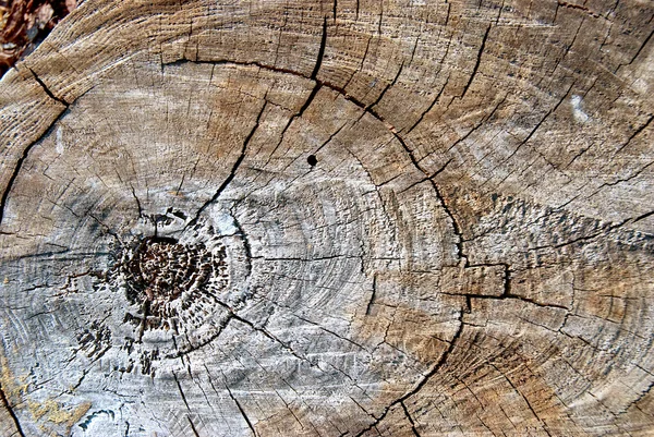 Oude pijnboom gesneden textuur — Stockfoto