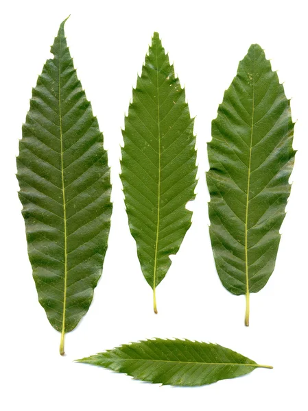 Blätter grüner Kastanien — Stockfoto