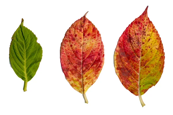 Hydrangea leaves isolated — Stock Photo, Image