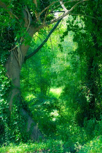 Floresta encantada — Fotografia de Stock