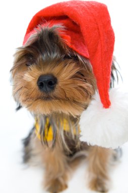 Terrier in a New Year's hat clipart