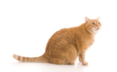 Red cat isolated on a white clipart