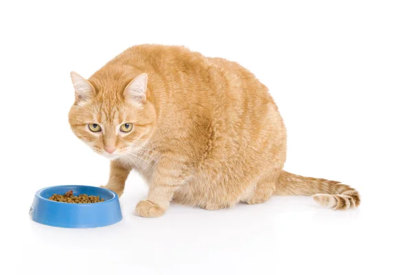 Red cat a eating forage — Stock Photo, Image