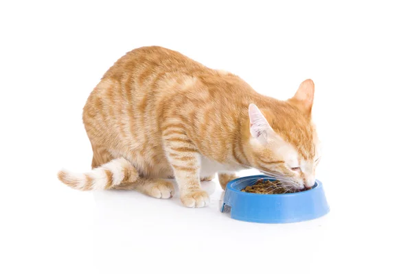 Red cat a eating forage — Stock Photo, Image