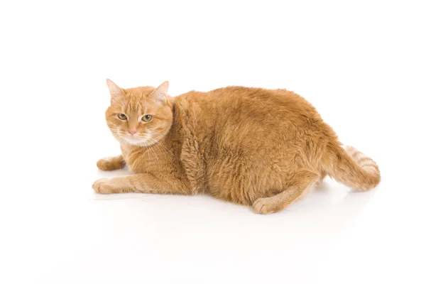 Червоний кіт ізольований на білому — стокове фото