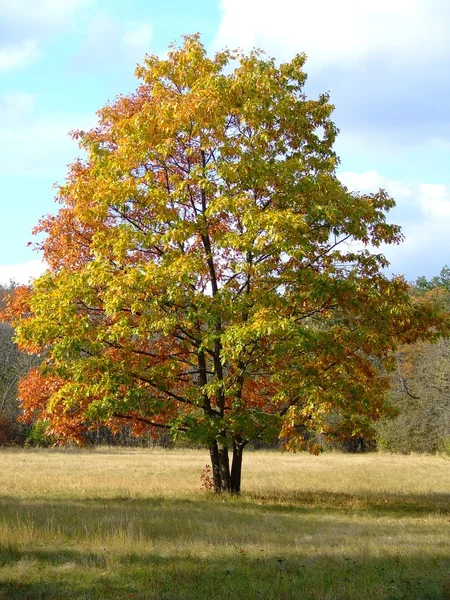 stock image Tree