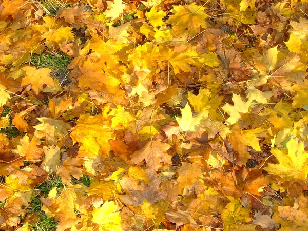 stock image Leaves