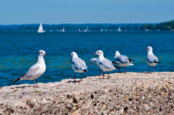 Чайки на берегу моря — стоковое фото
