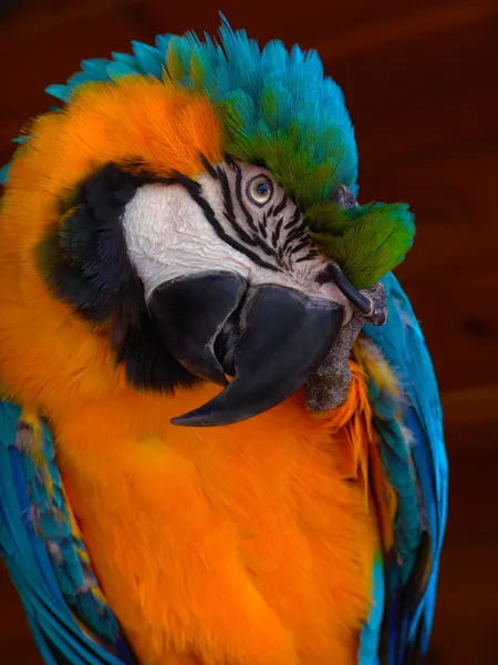 Big Multicolored Parrot — Stock Photo, Image