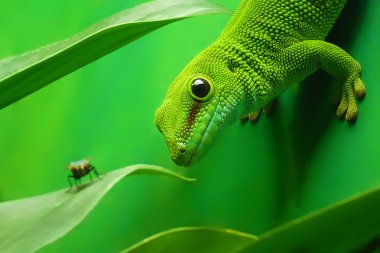 Green gecko lizard clipart